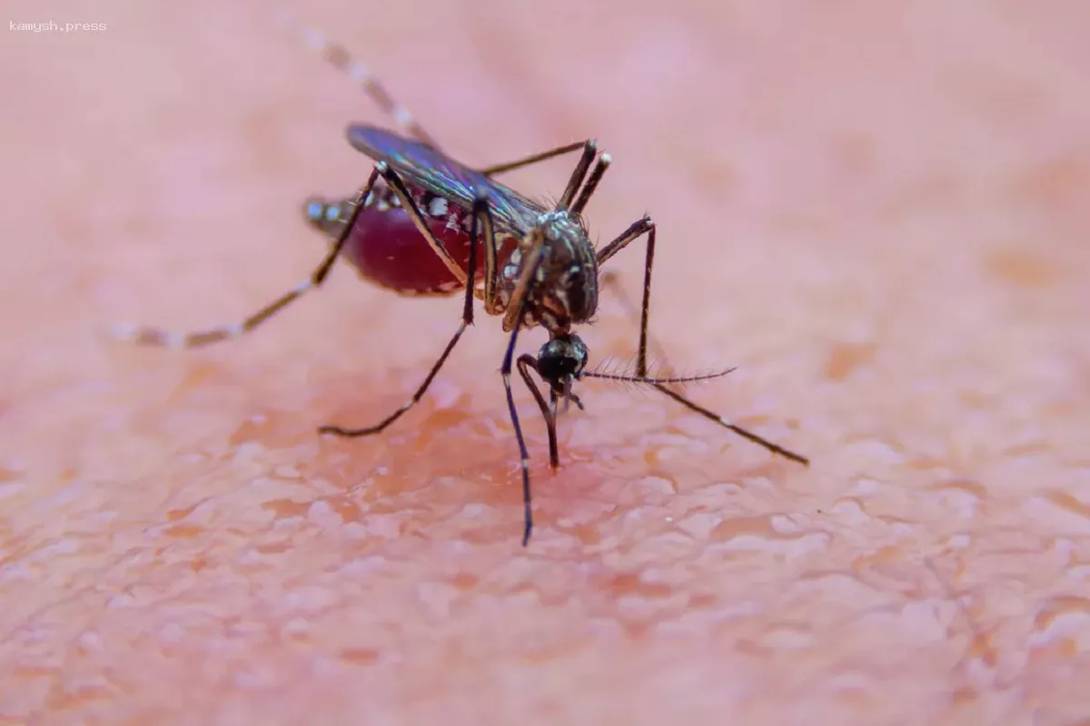 Жителей Карелии предупредили о потенциальных угрозах туляремии