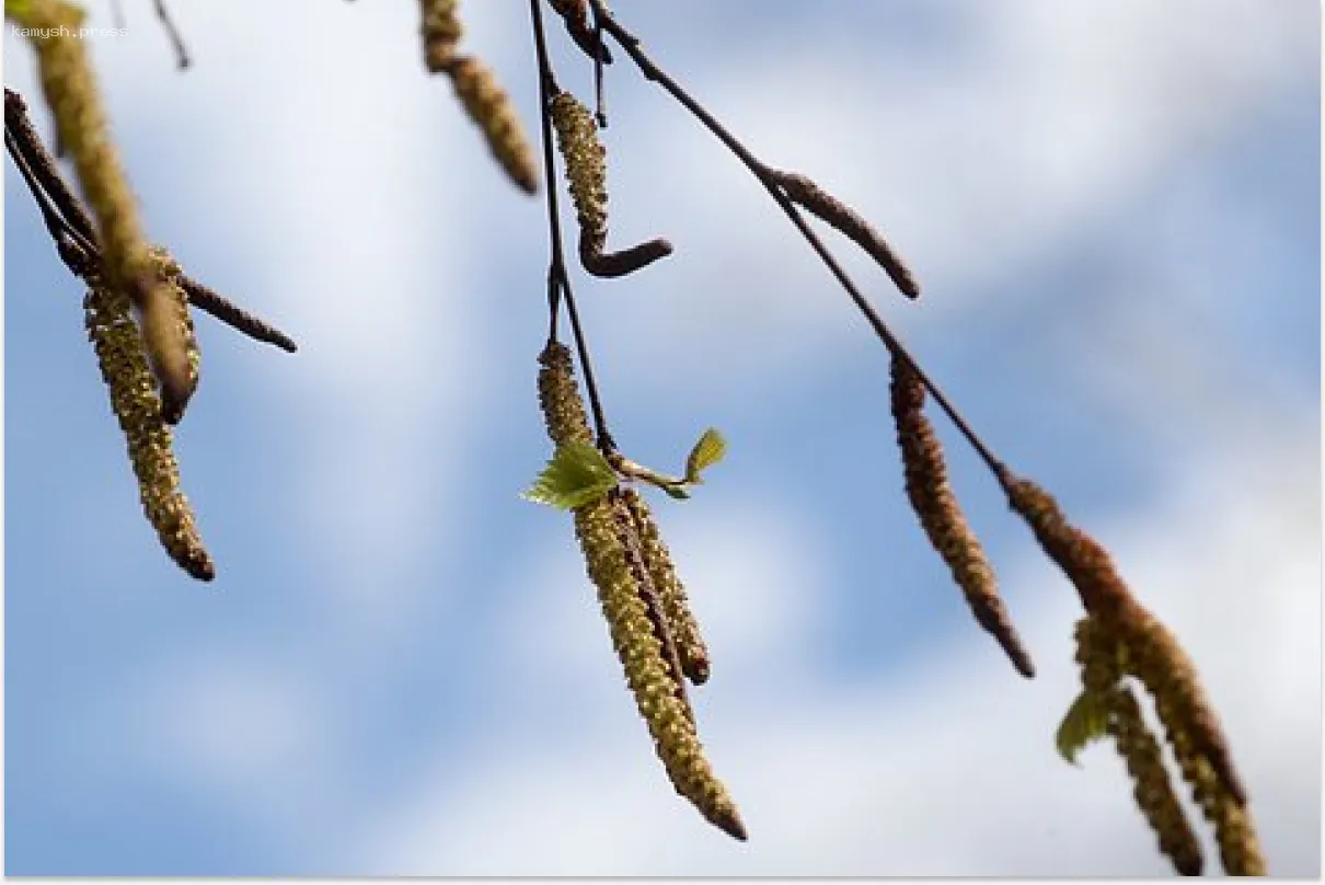 В Москве уровень пыльцы березы превысил допустимую норму в тысячу раз