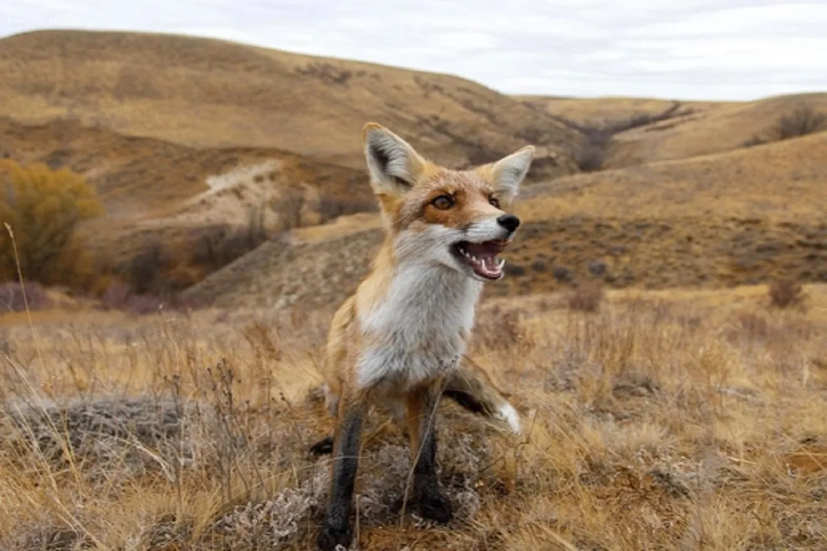 Очаг бешенства зафиксирован в Волгоградском регионе