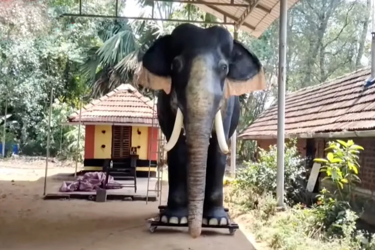 В Индии механические слоны заменяют живых