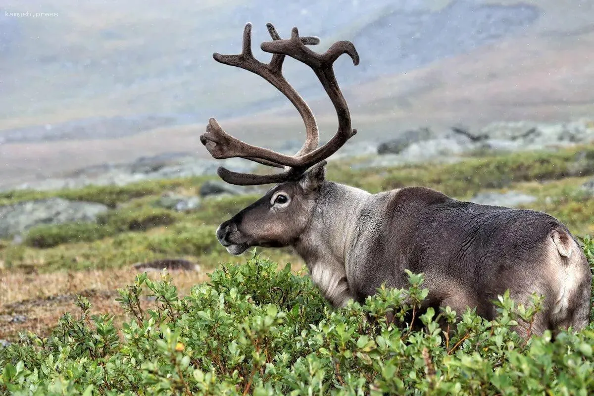В Амурском регионе завершилась инвентаризация лесных животных