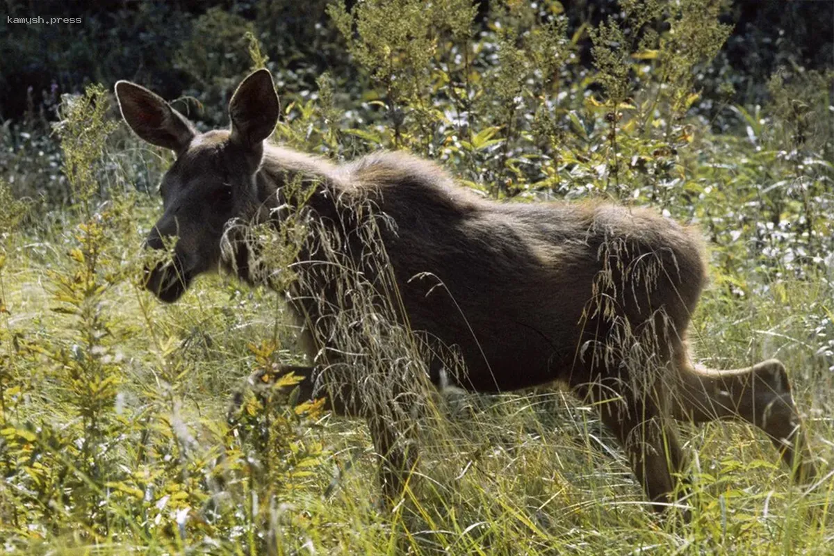 В Новосибирской области провели учет косуль и лосей