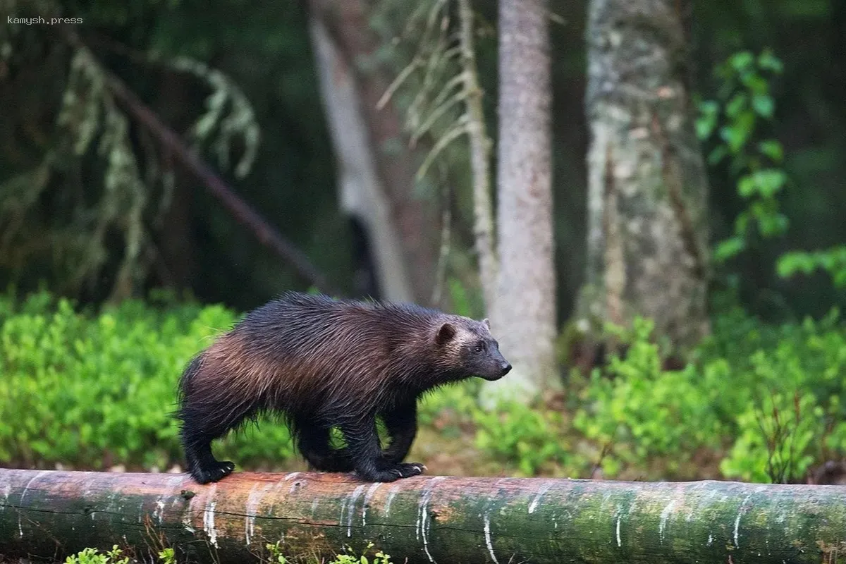 В Санкт-Петербурге создадут комиссию по охране редких видов флоры и фауны