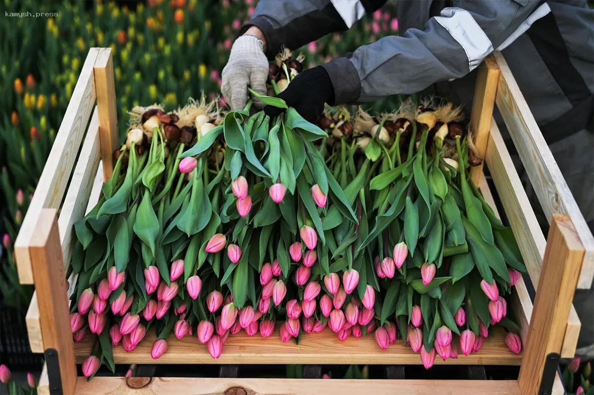 В Новосибирском регионе уничтожили тысячи цветов из-за вредителей