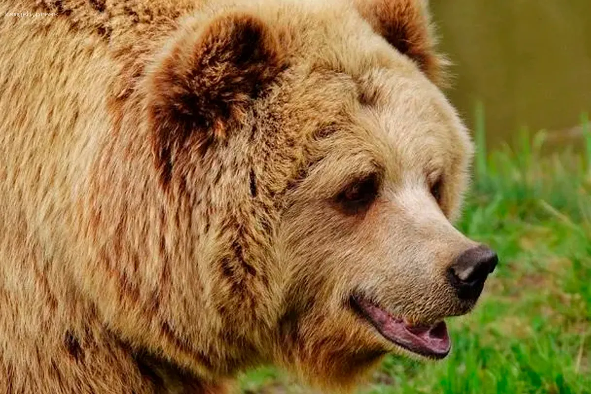 Медведь атаковал мужчину в Подмосковье: пострадавший находится в критическом состоянии