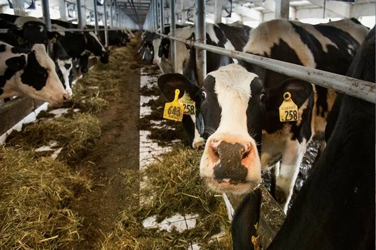 В Псковском регионе фермерское хозяйство работало без дезбарьера и учета животных