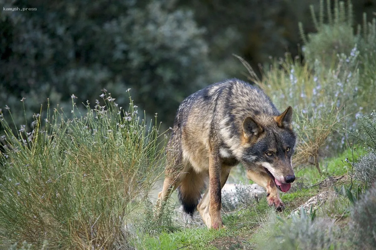 Эксперт МГУ прокомментировал новости о воскрешении древнего лютоволка
