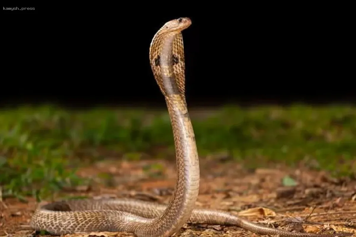 Исследователи разработали революционный противоядие от змеиного яда на основе человеческой плазмы