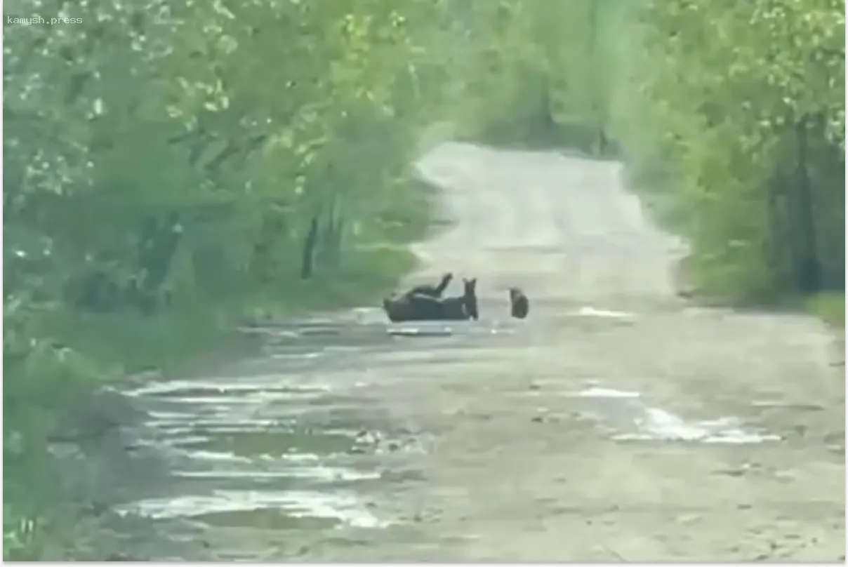 Туристы в Башкирии встретились с веселой семьей медведей на дороге