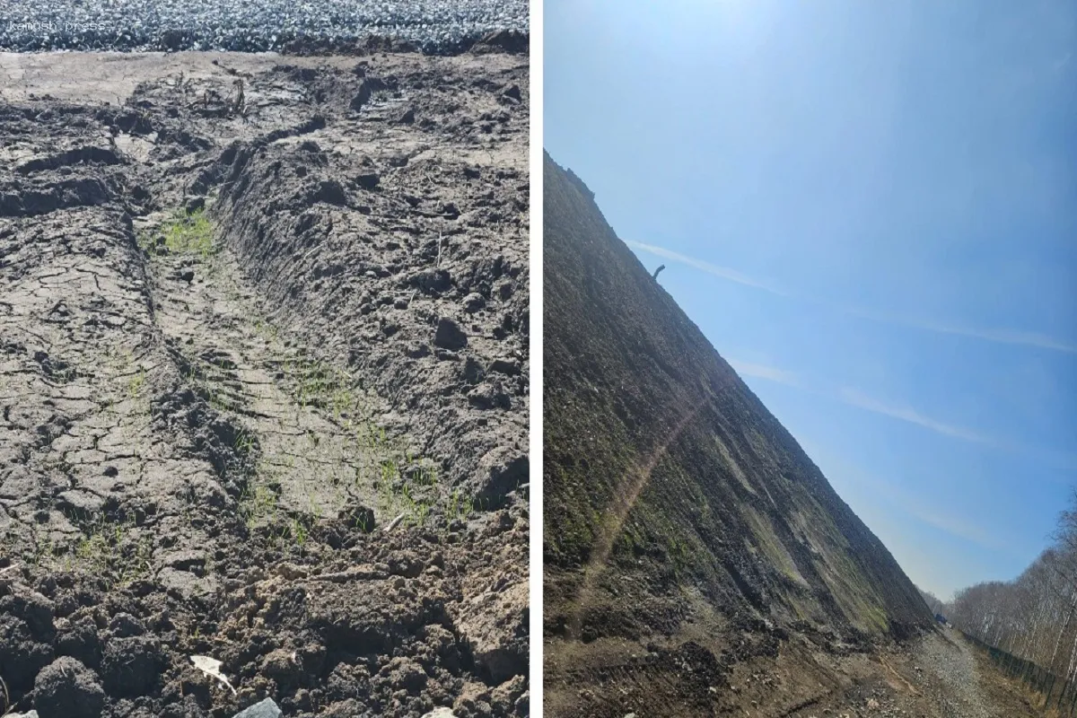 Заброшенная свалка в Пашино начинает покрываться зеленью