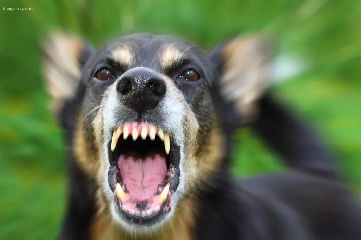 В Волгограде зафиксирован случай бешенства