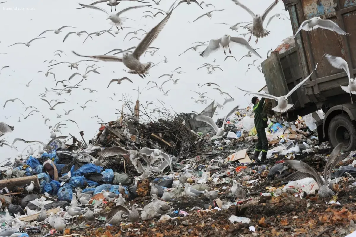 Регоператор Новосибирска обязан устранить птиц с полигона рядом с аэродромом