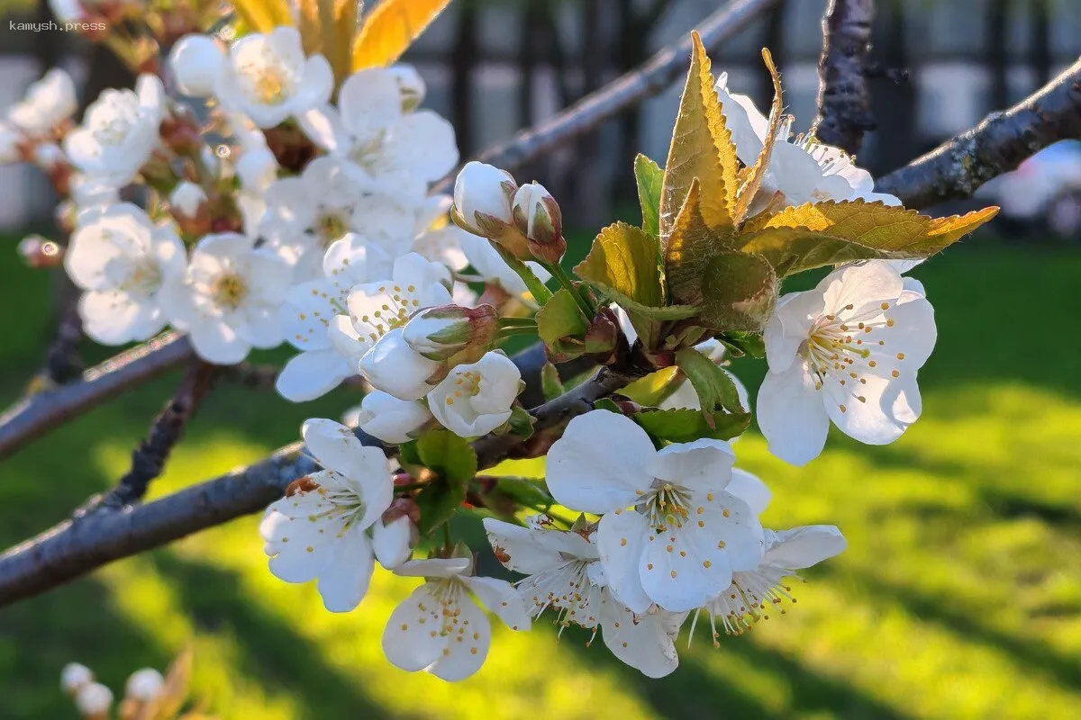 Глава Ивановской облдумы Марина Дмитриева поздравила граждан с Первомаем