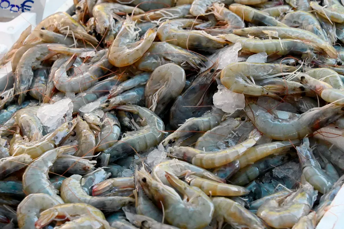 Исследователь объяснил массовую гибель креветок в бухте Витязь Приморского края