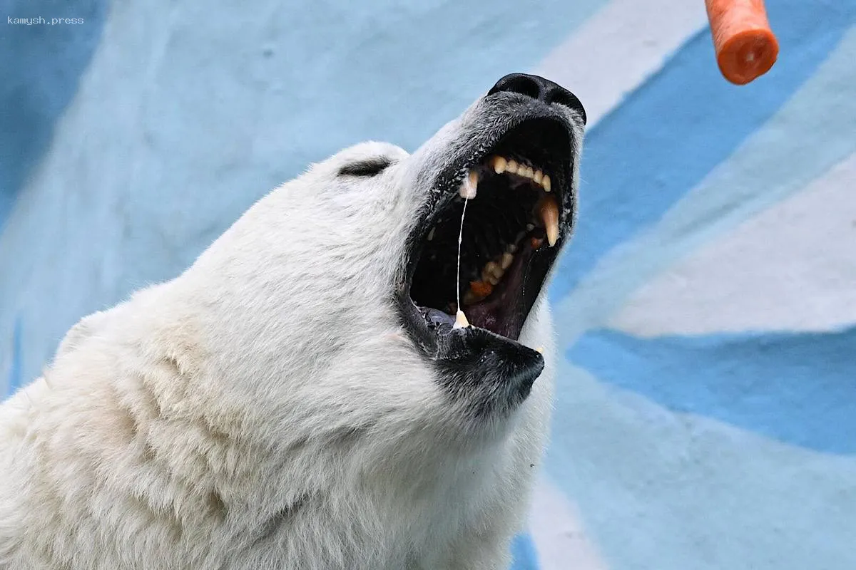 Чудом избежал опасности: белый медведь атаковал россиянина на Шпицбергене