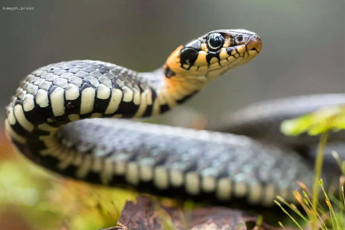 Разработан универсальный антидот для борьбы с ядами 19 самых ядовитых змей