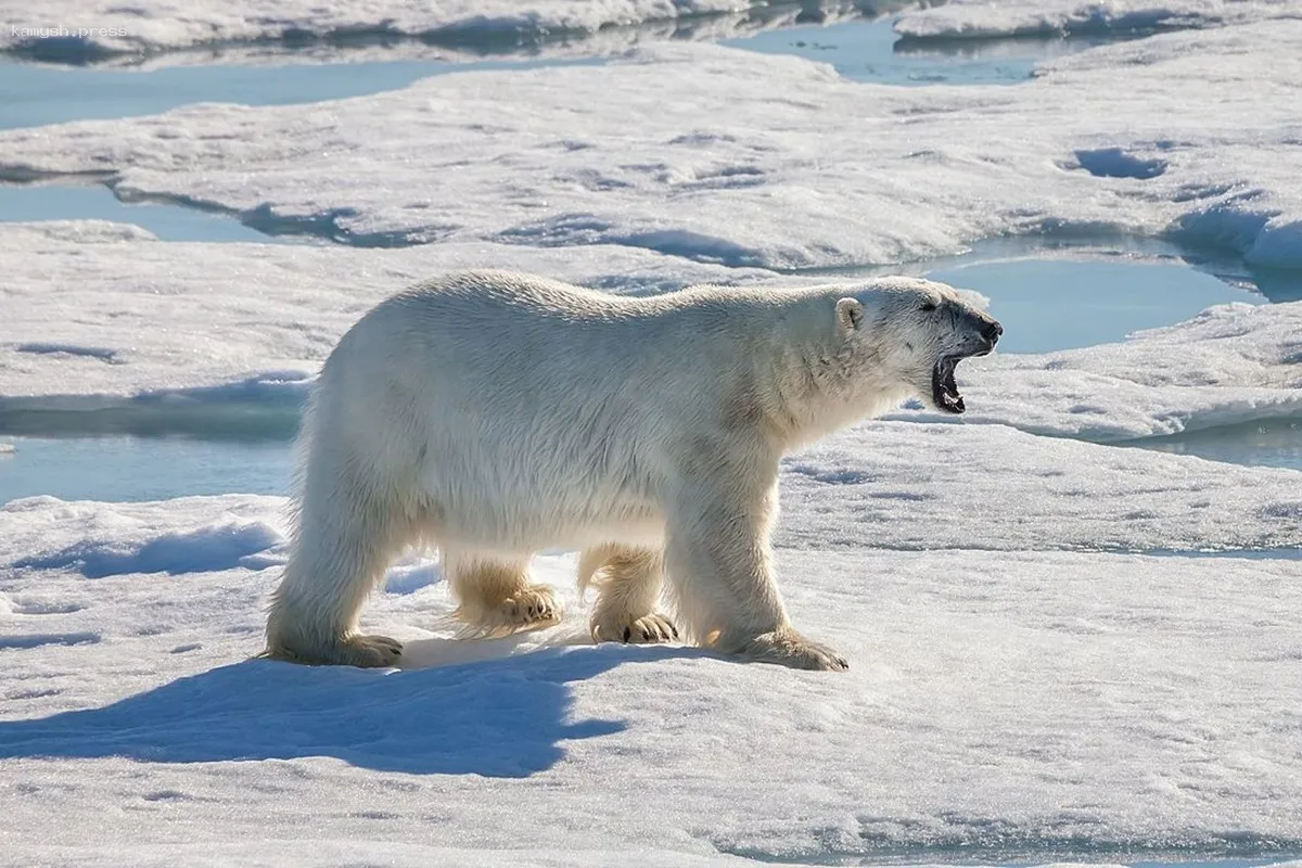 Как защититься от хозяина Арктики: Тундровиков Ямала учат спасаться от белых медведей
