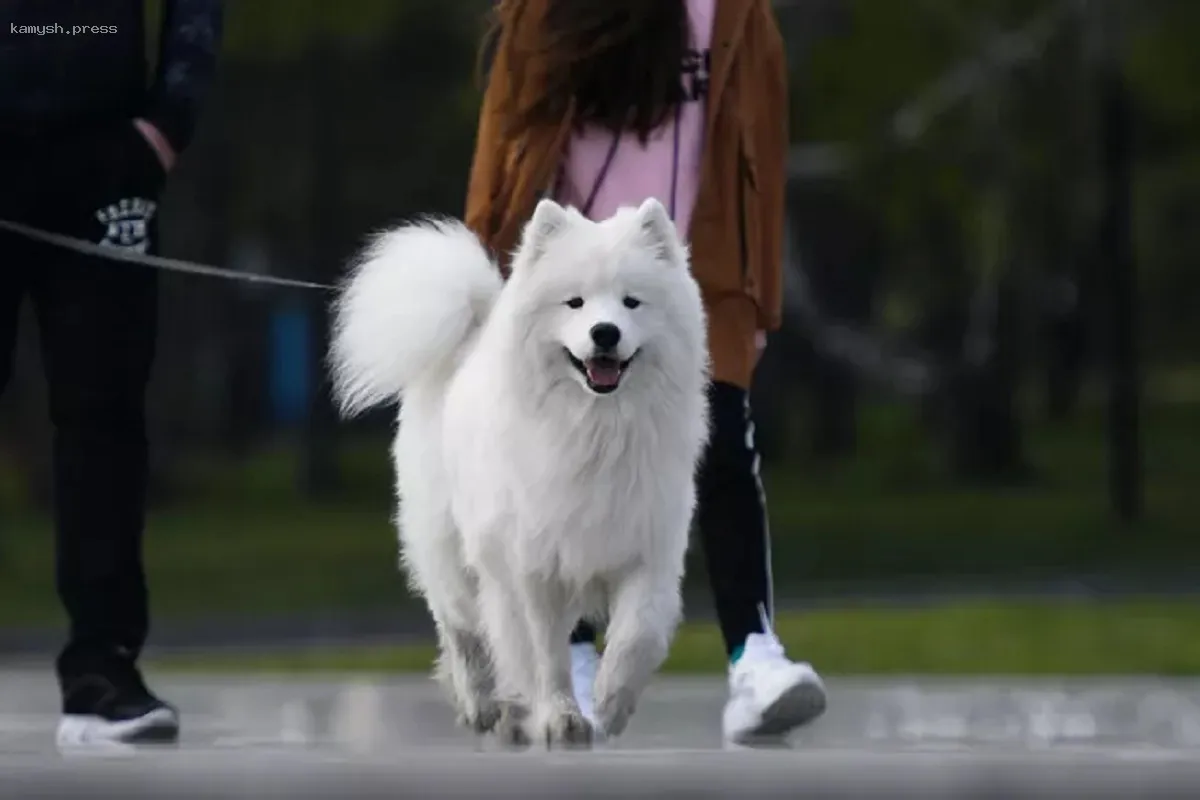 ИИ освоил интерпретацию собачьего лая