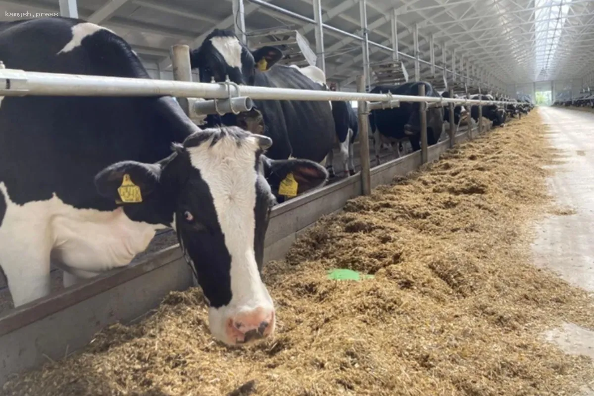 Современный молочный комплекс “Леднево” начал свою работу во Владимирской области