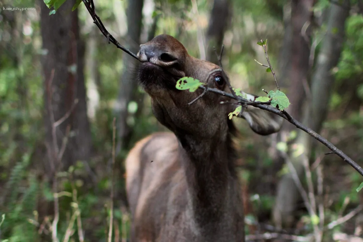 В лесах Ленинградской области начался сезон размножения диких животных