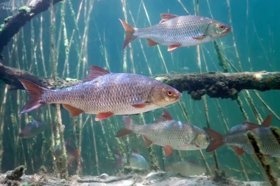 В Астраханской области продолжает действовать полный запрет на вылов воблы