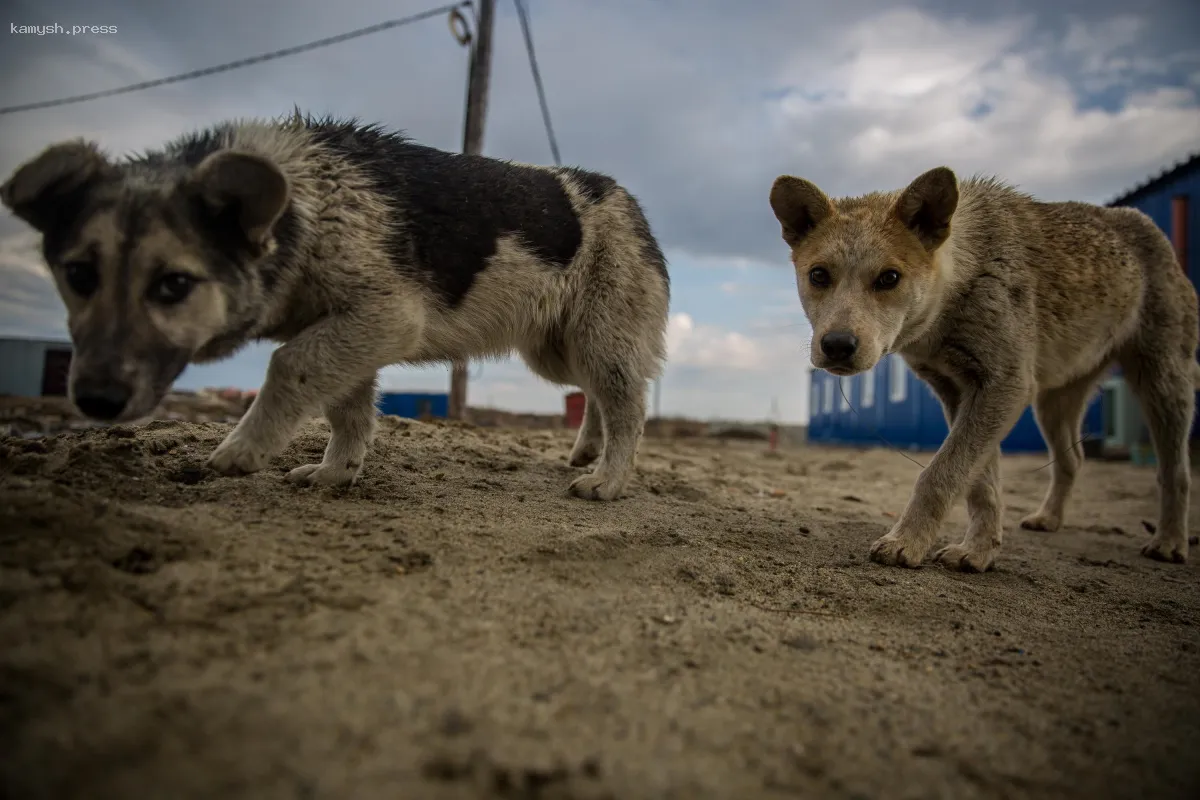 В Новосибирске уже второй год подряд не удаётся найти подрядчика для отлова бездомных собак