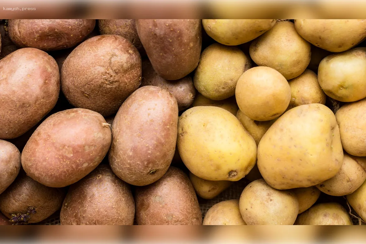 В Госдуме предложили способ решения проблемы высоких цен на картофель