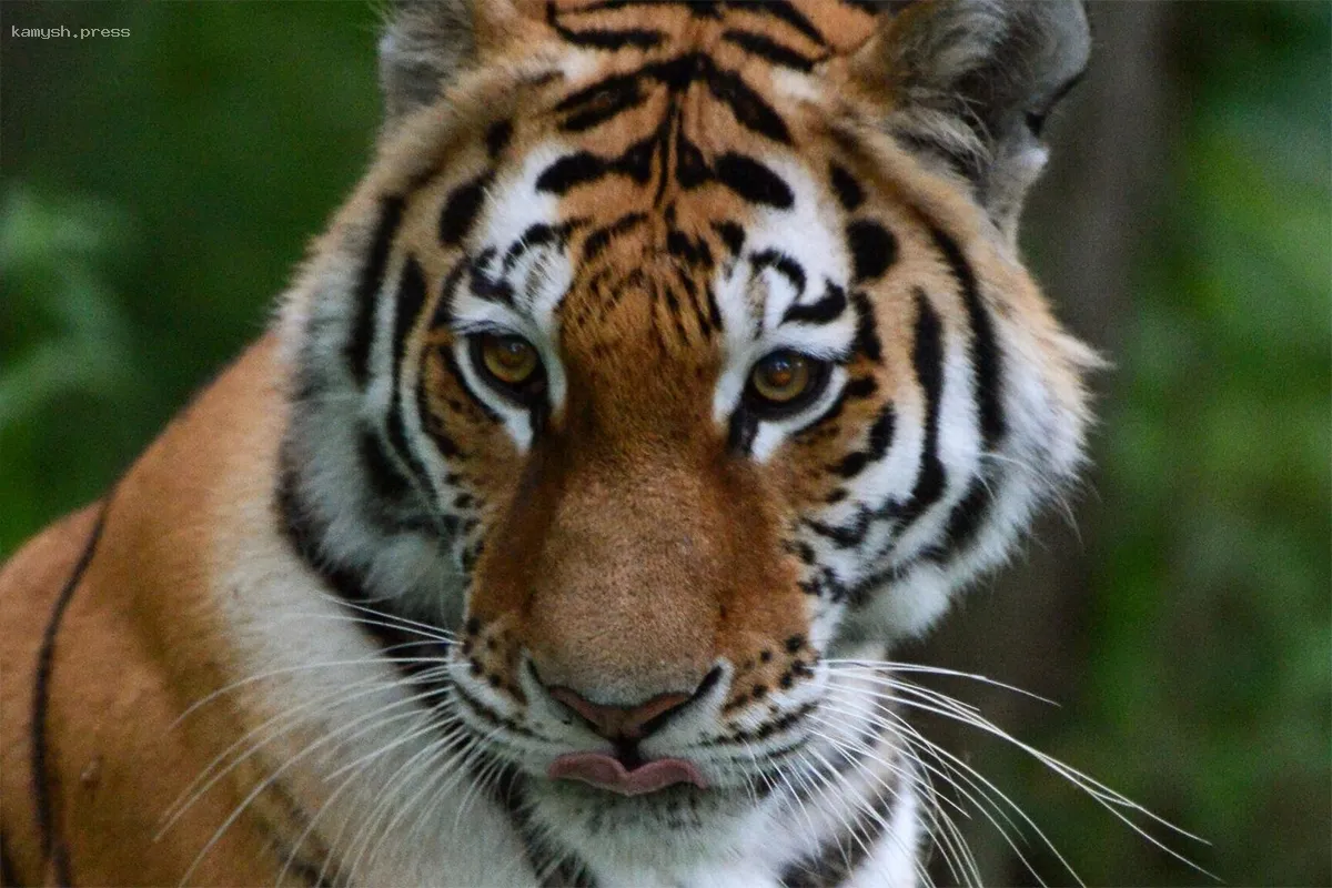 Депутаты Приморья отклонили предложение об отстреле тигров из-за конфликтов