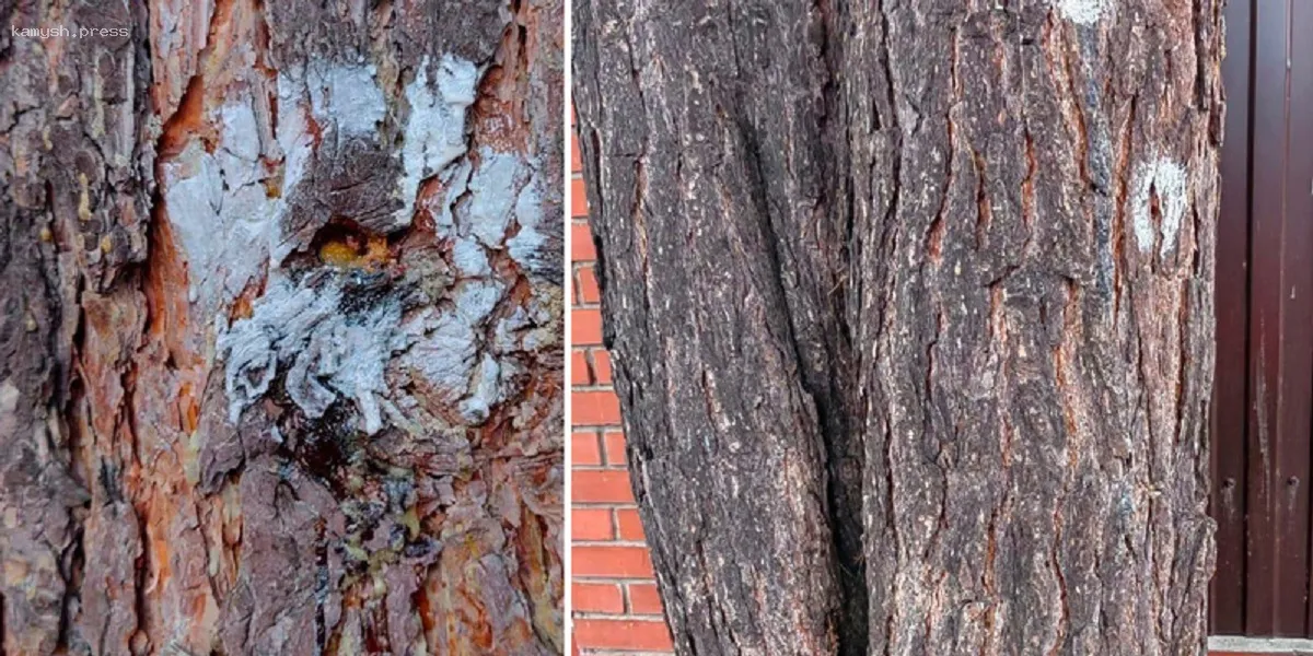 В Новосибирске дачники конфликтуют из-за уничтожения сосен