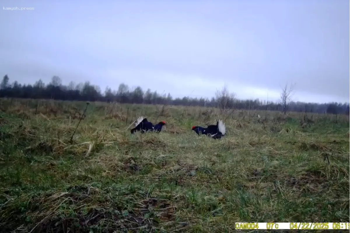 Танцующие тетерева Новгородской области стали главными героями нового документального фильма