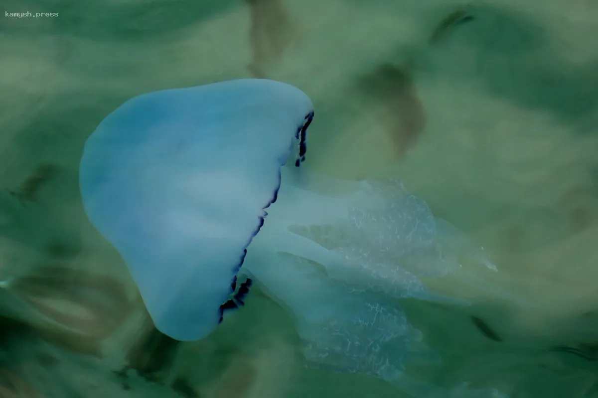 Российские туристы на курортах Турции столкнулись с нашествием медуз