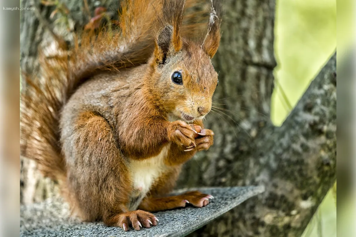 С начала года в Воронежской области зарегистрировано 12 случаев бешенства у животных