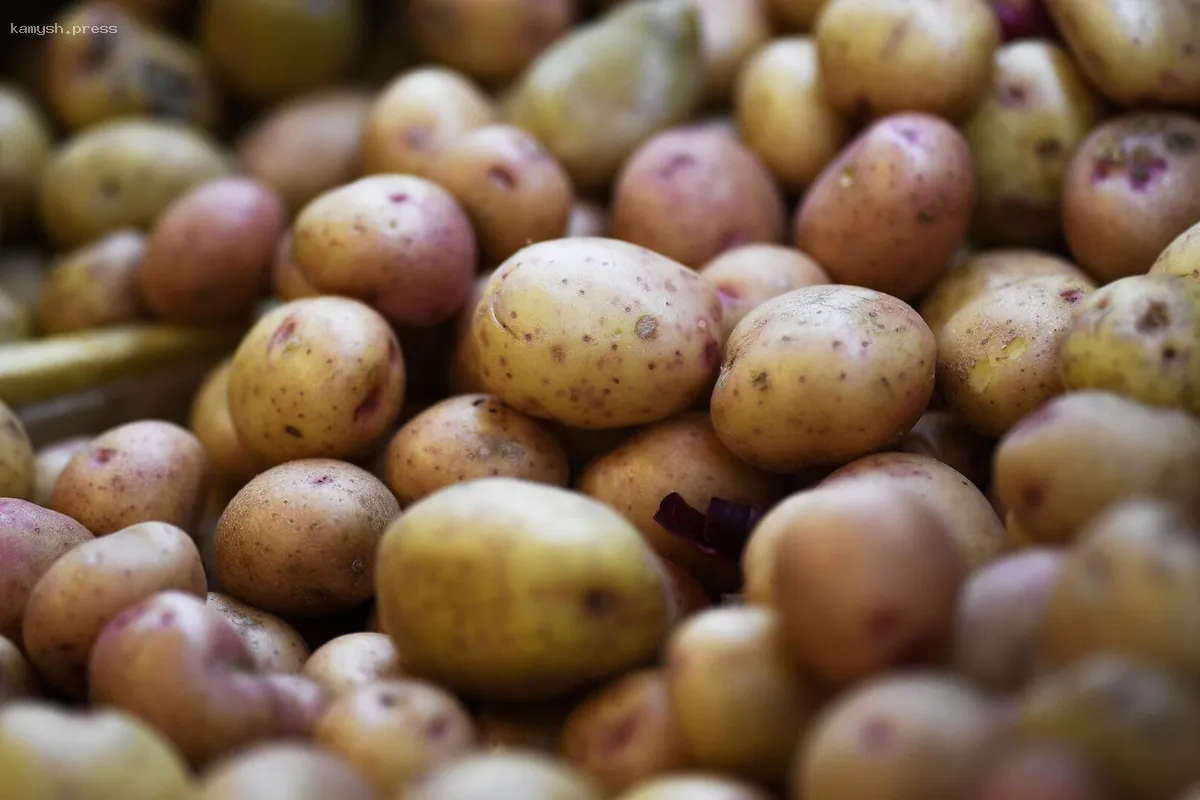 В России может быть введен «лимит цен» на картофель