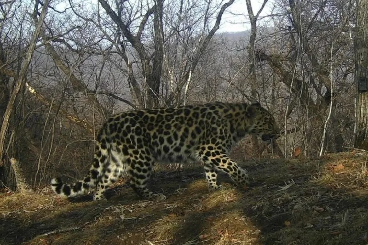 В Индии леопард похитил ребенка у матери и убил его