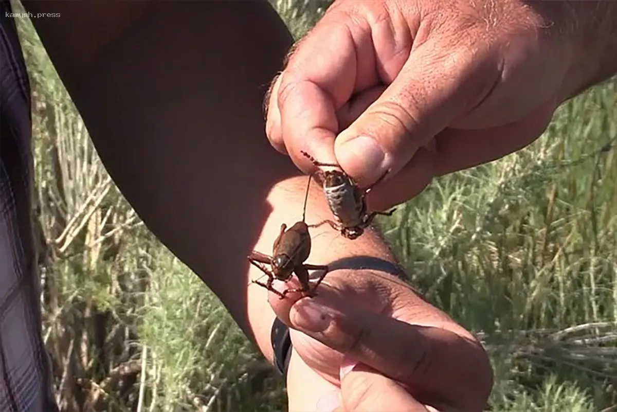 Нашествие каннибалистических сверчков охватило США