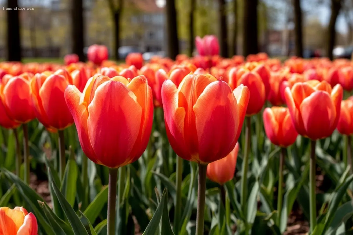 Весна в Москве: клумбы расцвели яркими тюльпанами